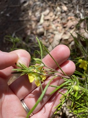 Hibbertia huegelii