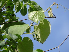 Vitis tiliifolia
