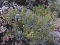 Xylothamia diffusa