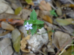 Ruellia blechum