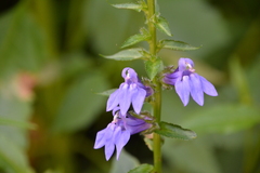 Lobelia