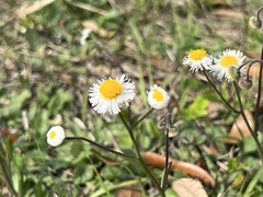 Erigeron quercifolius