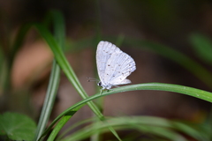 Celastrina neglecta