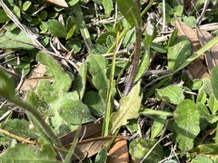 Erigeron quercifolius