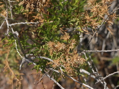 Xylothamia diffusa