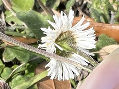 Erigeron quercifolius