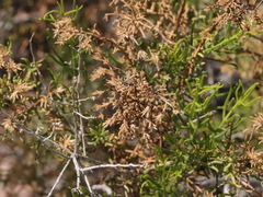Xylothamia diffusa