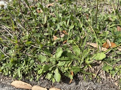 Erigeron quercifolius