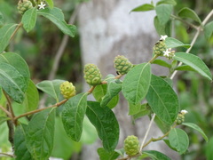 Morinda royoc