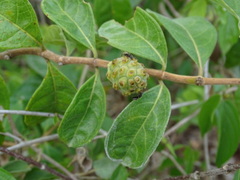 Morinda royoc