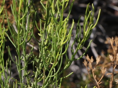 Xylothamia diffusa