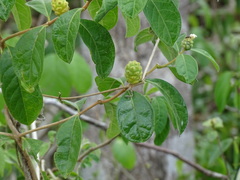 Morinda royoc
