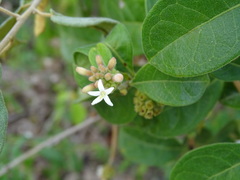 Morinda royoc