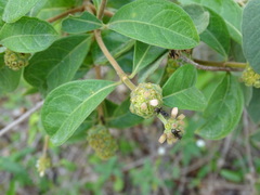 Morinda royoc