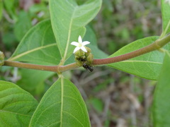 Morinda royoc