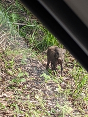 Sus scrofa riukiuanus