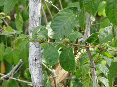 Morinda royoc