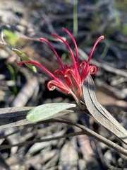 Grevillea oleoides
