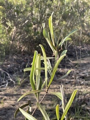 Grevillea oleoides