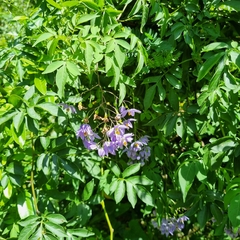 Solanum seaforthianum