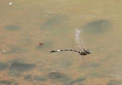 Parasynthemis regina