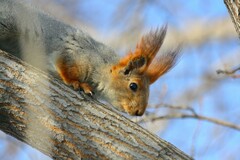 Sciurus vulgaris