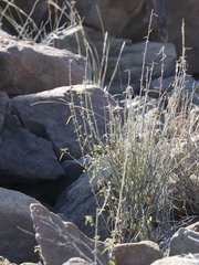 Ayenia compacta