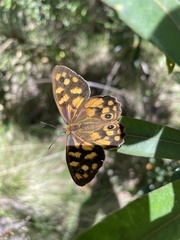 Heteronympha paradelpha
