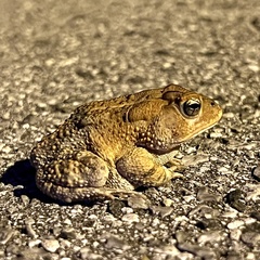 Anaxyrus terrestris
