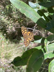 Heteronympha paradelpha