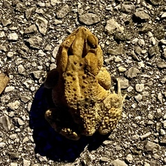 Anaxyrus terrestris