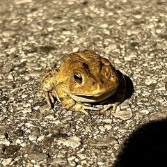 Anaxyrus terrestris