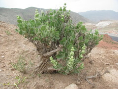 Moluccella bucharica