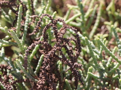 Allenrolfea occidentalis