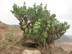 Moluccella bucharica