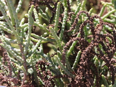Allenrolfea occidentalis