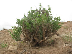 Moluccella bucharica