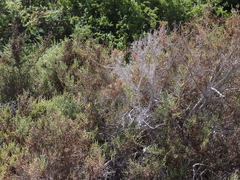Allenrolfea occidentalis