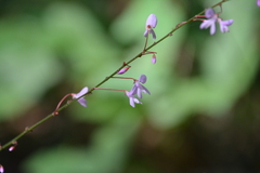 Hylodesmum