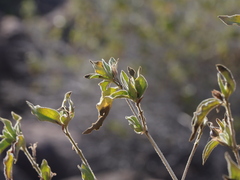 Ruellia californica californica