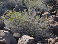 Ruellia californica californica