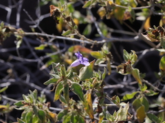 Ruellia californica californica