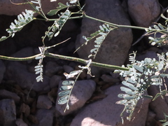 Prosopis articulata