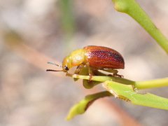 Calomela satelles