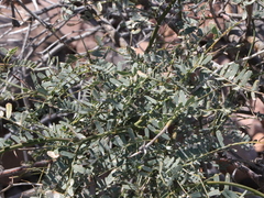 Prosopis articulata