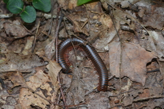 Narceus americanus