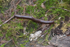 Narceus americanus