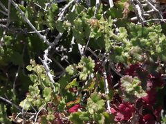 Pleurocoronis laphamioides