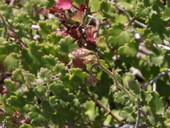 Pleurocoronis laphamioides