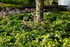 Clerodendrum quadriloculare